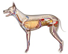 .: SciencePixel.com :. Anatomy - Pig - Cow - Dog - Cat - Deer - Horse ...