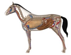 .: SciencePixel.com :. Anatomy - Pig - Cow - Dog - Cat - Deer - Horse ...