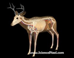 Hirsch Anatomie  / deer anatomy