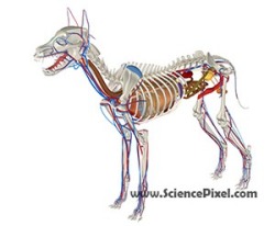 Hund Anatomie  / dog anatomy