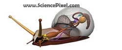 Schnecke Anatomie / snail anatomy