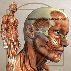 Anatomiegrafik / anatomy graphic