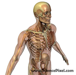 Skelett mit transparenter Muskelschicht / skeleton with transparent muscles